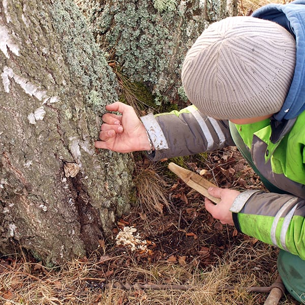 Våra arborister utför en professionell bedömning av era riskträd och deras närområde.