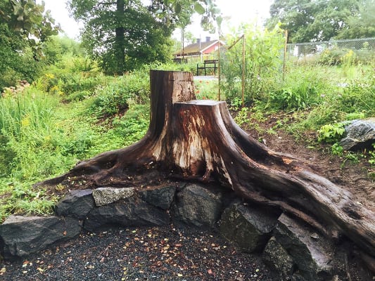 Ta bort stubbe i trädgården