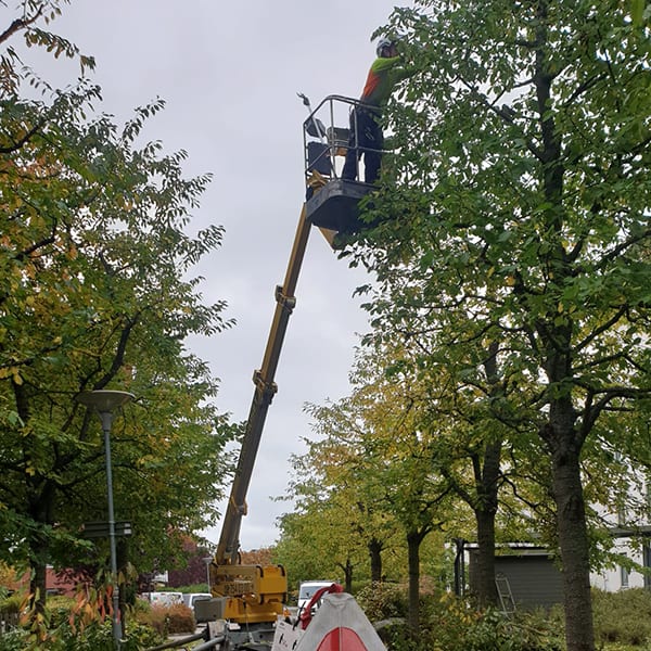 Trädvårdskurser i Stockholmsområdet