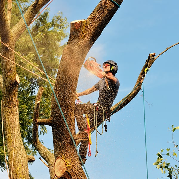 Anlita professionell hjälp vid trädfällning, kontakta MK Trädgård nästa gång du behöver hjälp att fälla träd.
