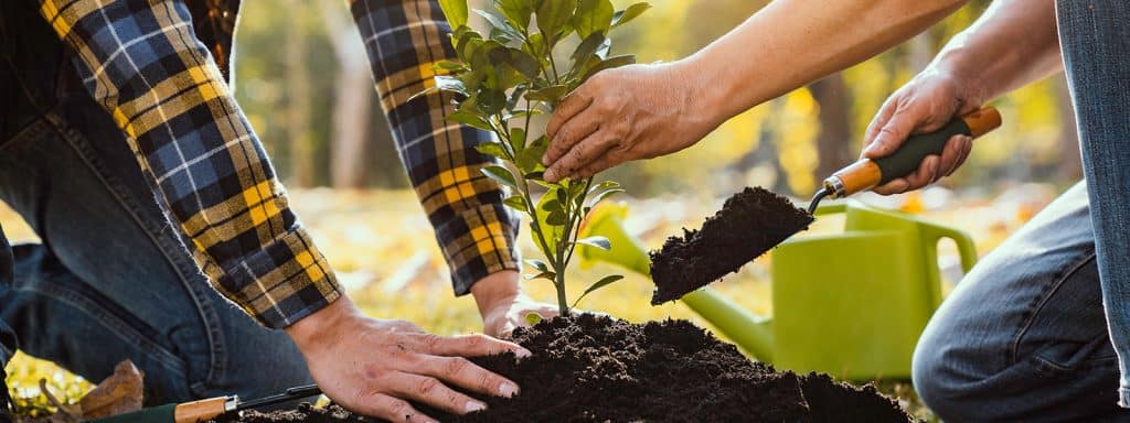 plantering av växter