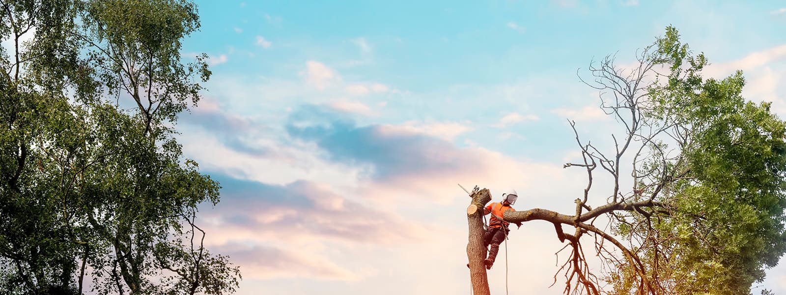 Trädgårdsanläggare Bromma, Arborist Vasastan, Arborist Vällingby, Arborist Täby, Arborist Norra Djurgårdsstaden, Arborist KungsängenArborist Kista, Arborist Johanneshov, Arborist Järfälla, Arborist Huddinge, Arborist Hässelby, Arborist Hammarby sjöstad, Arborist Hägersten, Arborist Gärdet, Arborist Gamla Stan, Arborist Enskede, Arborist Danderyd, Arborist Bromma,Arborist Djurgården